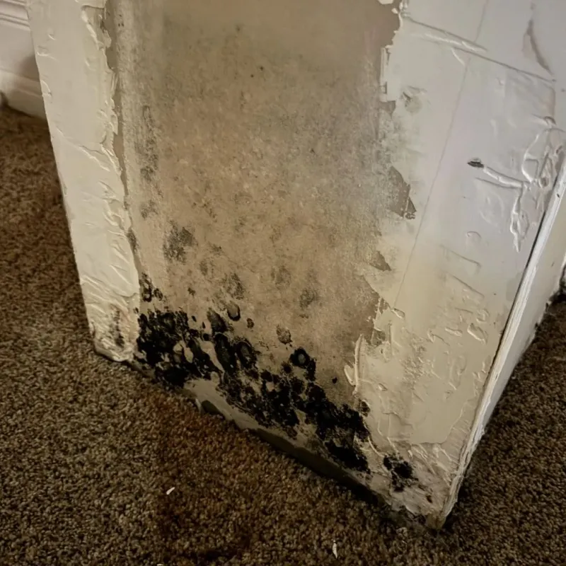 Professional Mold Removal in Holcomb, NY